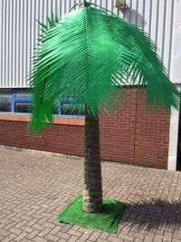 Palm trees